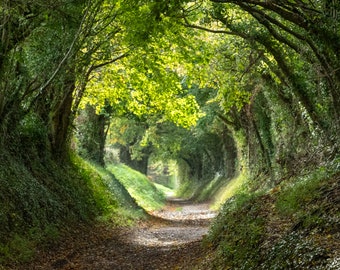 Digital photo of the Halnaker tree tunnel in West Sussex UK, with sunlight shining in through the tree branches