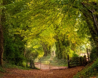 Digital photo of the Halnaker tree tunnel in West Sussex UK, with sunlight shining in through the tree branches