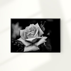 Impresión de rosa en blanco y negro, arte de la pared de la rosa, impresión de la flor, cartel de la flor, decoración del hogar en blanco y negro, descarga instantánea digital, arte imprimible