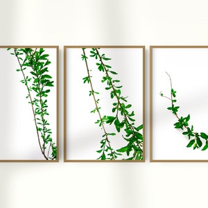 Botanical Print, Set of, Prints Set, Leaves Decor, Green Wall Art, Minimalist Decor, Plant Poster, Printable Art, Digital Instant Download