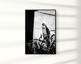 Impresión de aves, arte de la pared de la pájaro, foto animal, cartel animal, decoración moderna del hogar, arte descargable digital, arte imprimible