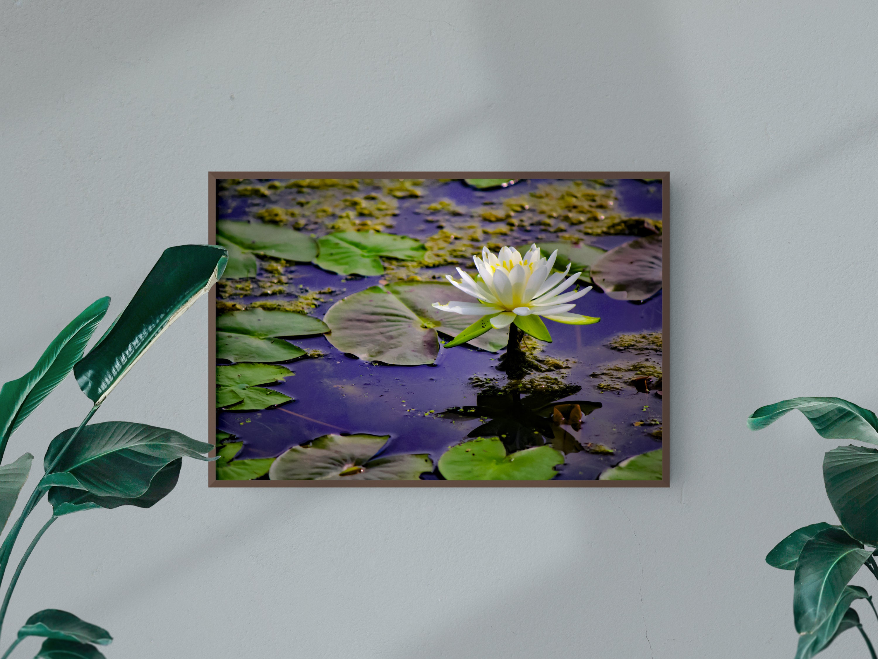 Lotus Flower Print Water Lily Wall Art Flower Print Flower - Etsy