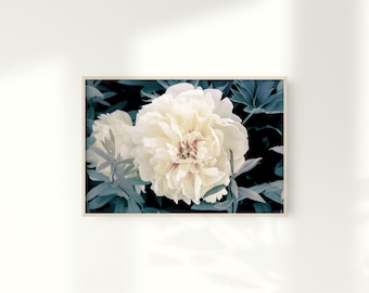 Stampa Peony, Stampa Botanica, Peonies Wall Art, Decor floreale, Download digitale, Arte stampabile