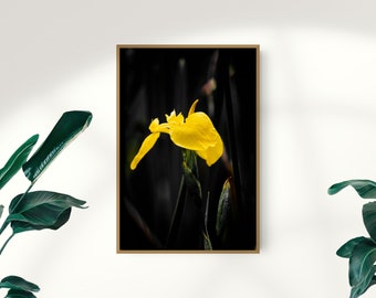 Iris Print, Yellow Iris Wall Art, Flower Print, Flower Poster, Black and Yellow Home Decor, Digital Instant Download, Printable Art
