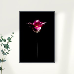 Tulip Print, Purple Tulip Wall Art, Flower Print, Pink Flower Poster, Black and Purple Home Decor, Digital Instant Download, Printable Art