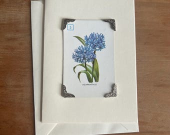Juego de cartas Flores de jardín vintage, tarjeta de felicitación Agapanthus