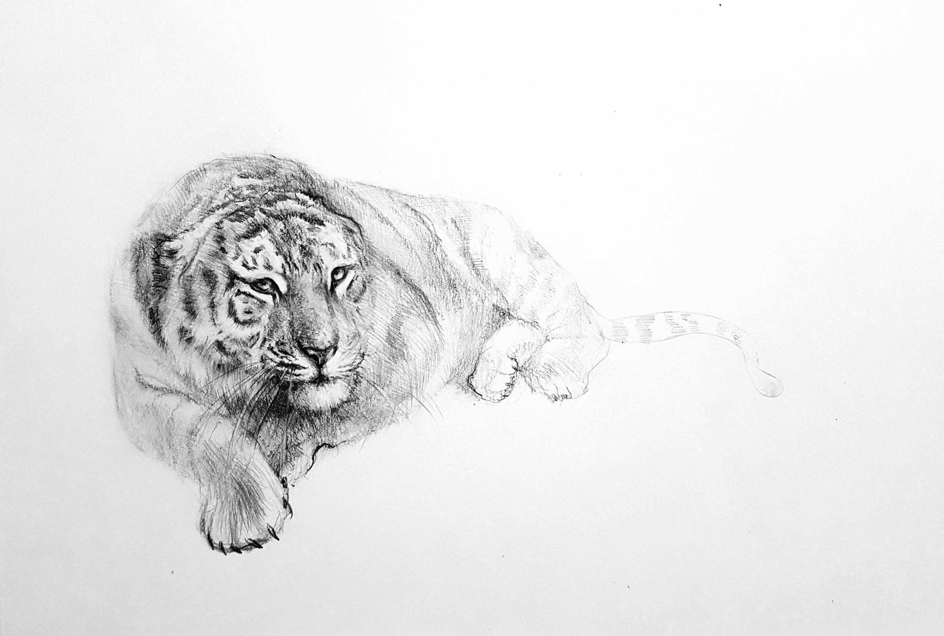 Tiger Wild Exotic Animal Original Art Hand Painted Pencil - Etsy Australia