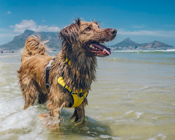 red dingo padded harness