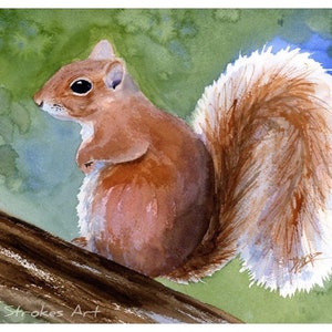 Chubby squirrel