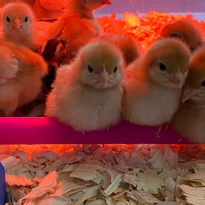 Chick Balance Beam Perch