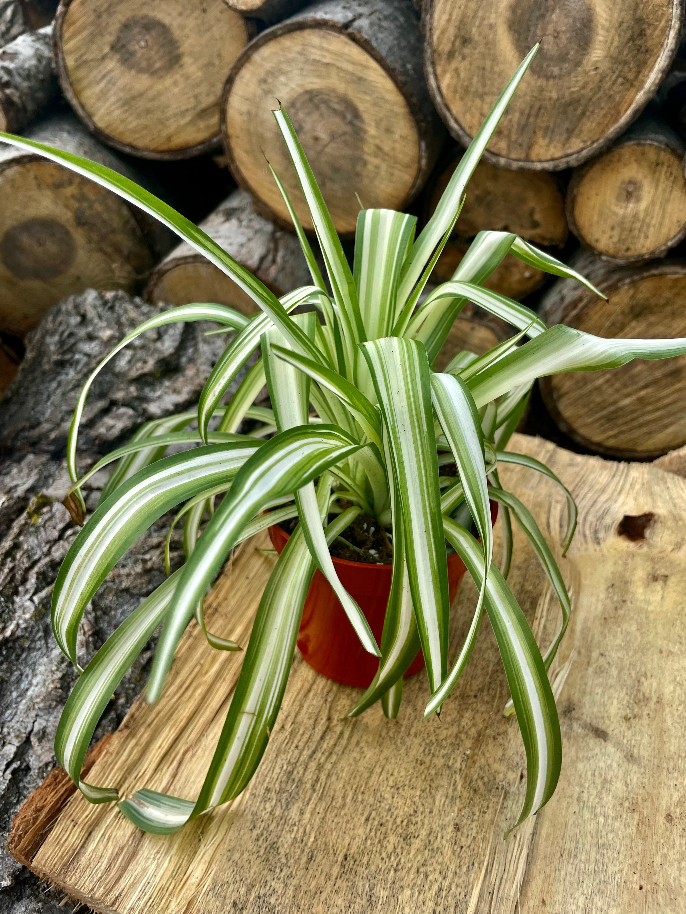LIVE Spider Plant Reverse 4 Pot Etsy
