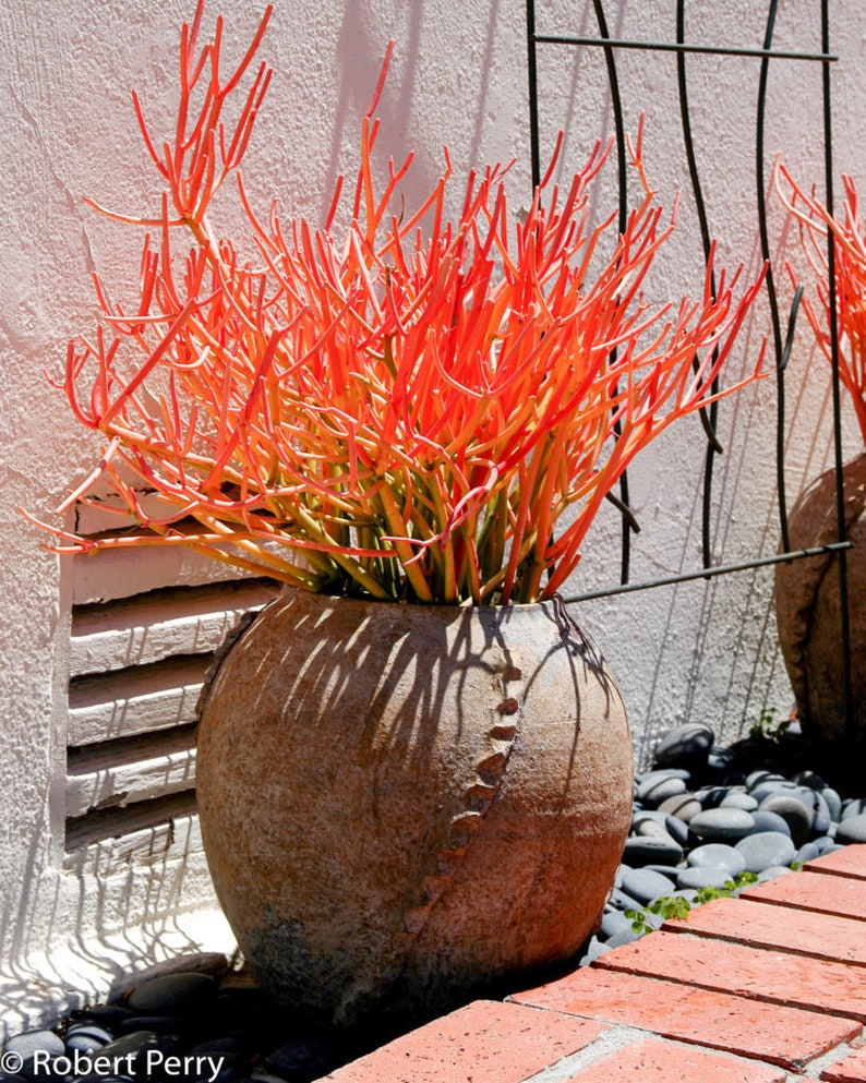 Firestick plant toxic Idea
