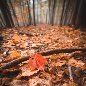 Autumn colors and leaves, Landscape Photography, Fine Art Print