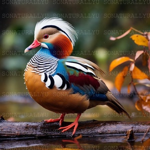 May include: A mandarin duck with a colorful plumage of white, red, orange, blue, and black feathers. The duck is standing on a brown log with water reflecting the duck's colors.