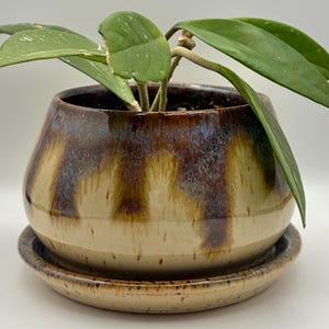 May include: A round ceramic planter with a matching saucer, featuring a glossy glaze that transitions from a creamy beige base to a dark brown and blue drip pattern at the rim, containing a green Hoya plant with thick, pointed, waxy leaves.