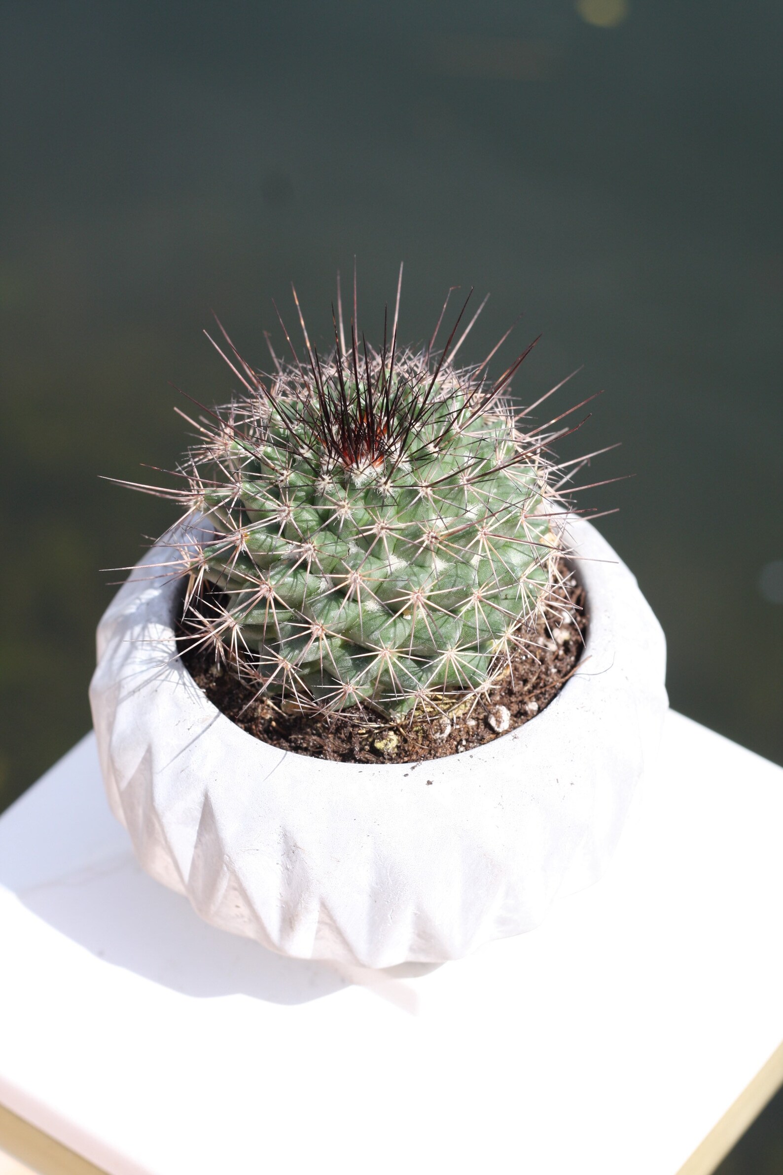 Spiny Pincushion Cactus Live Plant Succulent Mini Etsy