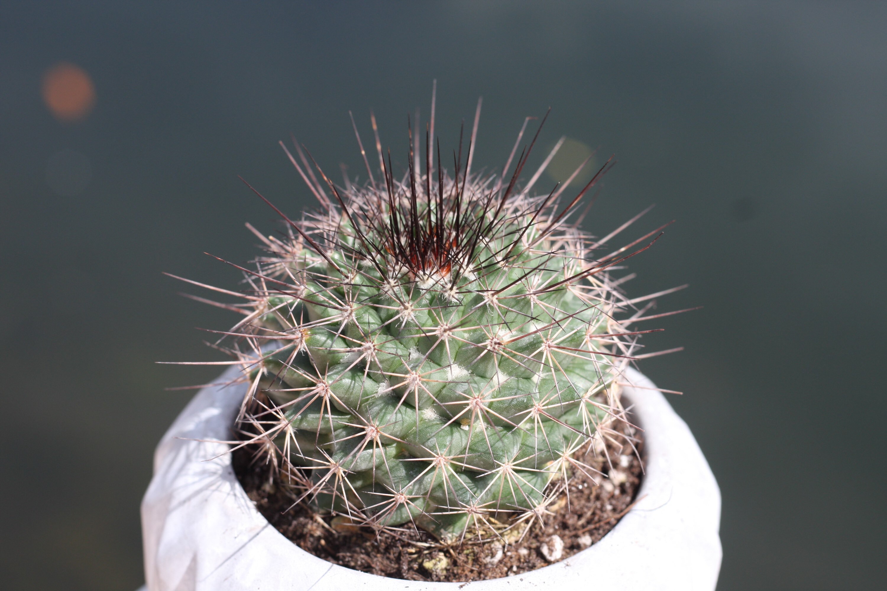 Spiny Pincushion Cactus Live Plant Succulent Mini Etsy