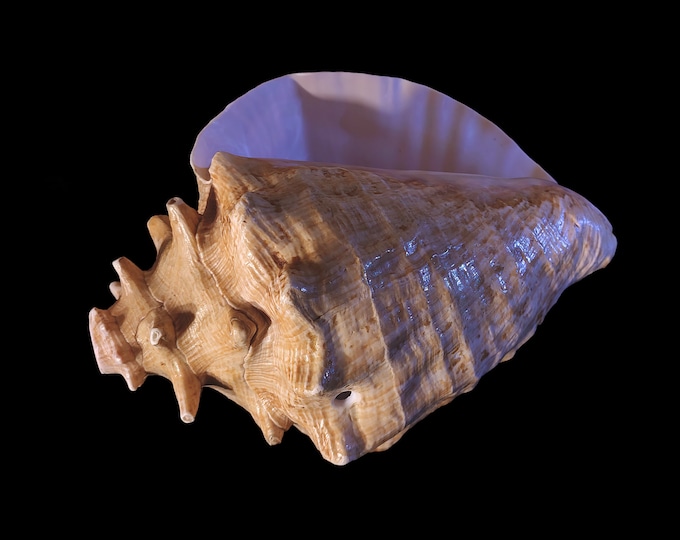 Con Shell Musical Instruments Conch Shell Horn (trumpet Dunkar) - Antique Musical Istrument. Note ...