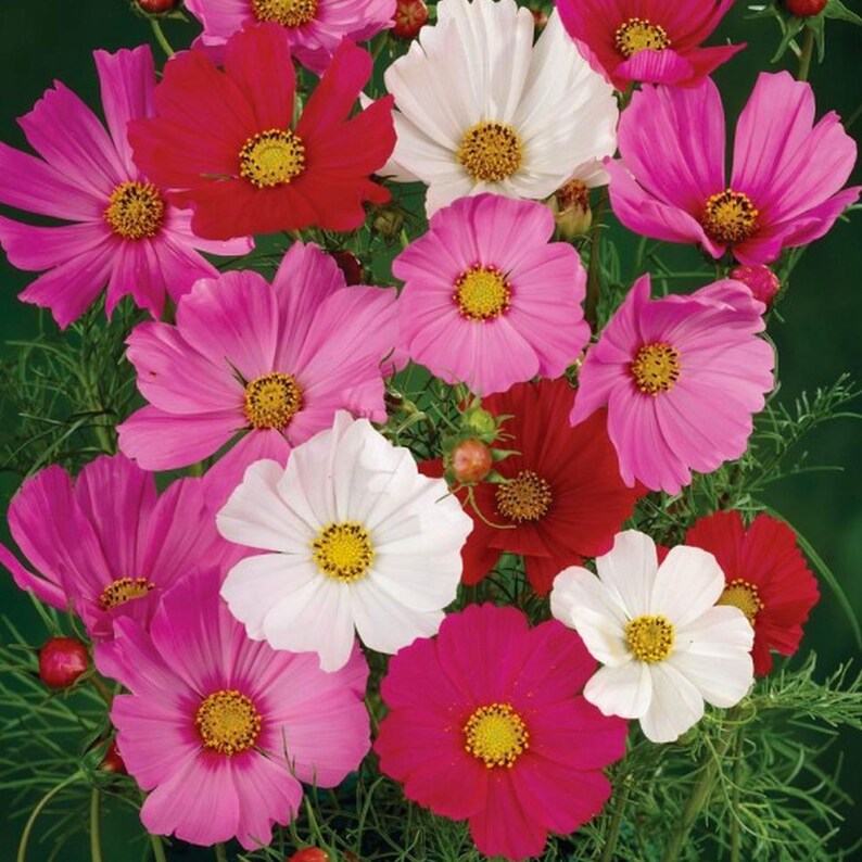 Cosmos Sensation Mix Seeds Cosmos Seeds MixedColor Flower Etsy