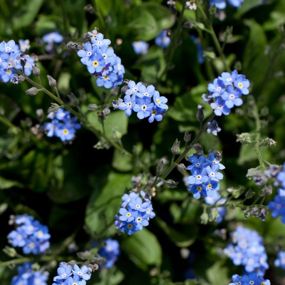 Seeds Cynoglossum Blue Flower Etsy