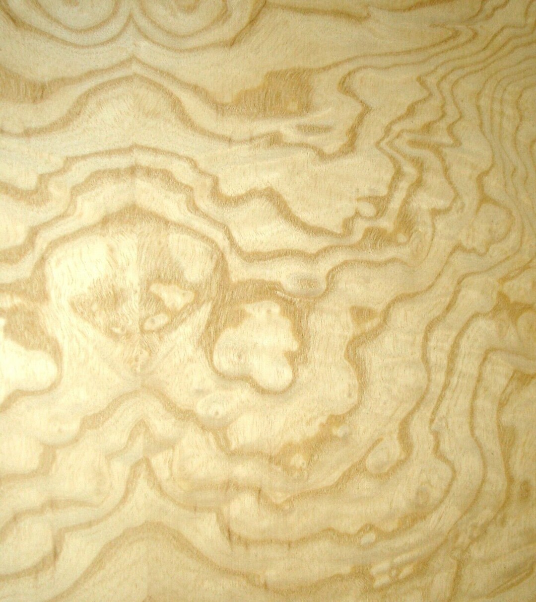 Ash Burl White Wood Veneer 24 X 24 With Paper Etsy