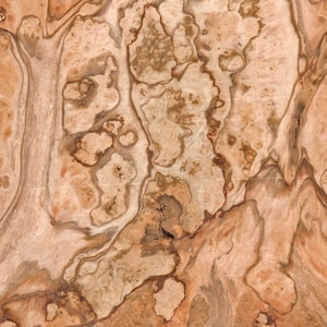 Pimento Pepperwood Burl wood veneer 8&quot; x 8&quot; raw no backing 1/42&quot; thickness 79