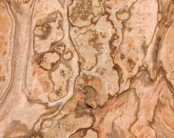 Pimento Pepperwood Burl wood veneer 8" x 8" raw no backing 1/42" thickness 79