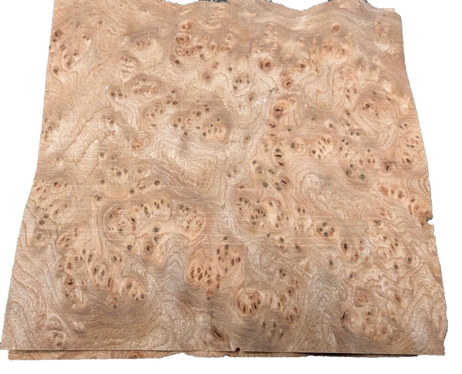 Elm Carpathian Burl wood veneer 7 x 8" raw no backer AAA grade 1/42" thickness