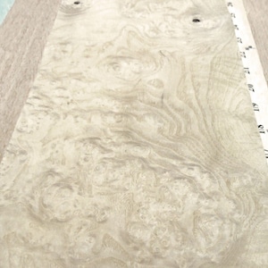 Esche Maserholzfurnier 6 &quot;x 32&quot;