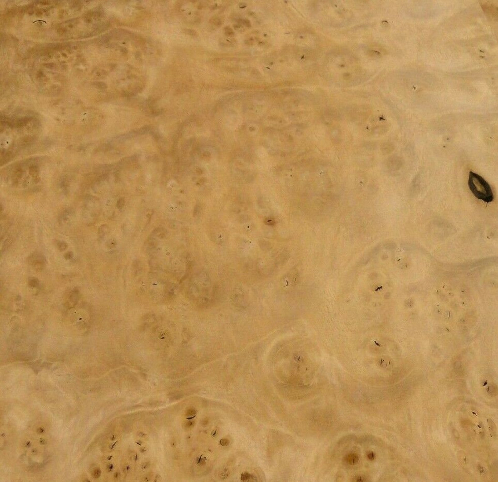 Pimento Maple Pepperwood Burl Wood Veneer 10 X 15 Etsy