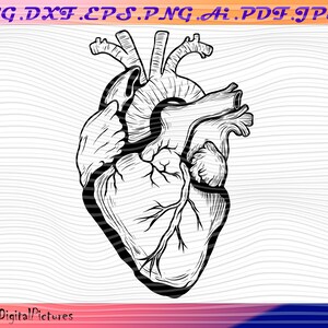 Download Clip Art Dxf Stencil Clip Art Png Anatomy Silhouette Files Svg Image Eps Anatomical Heart Bundle Svg Files For Cricut Cardiology Svg Clipart Art Collectibles