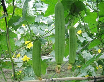 [Image: il_340x270.2304176604_5v7j.jpg?version=0]