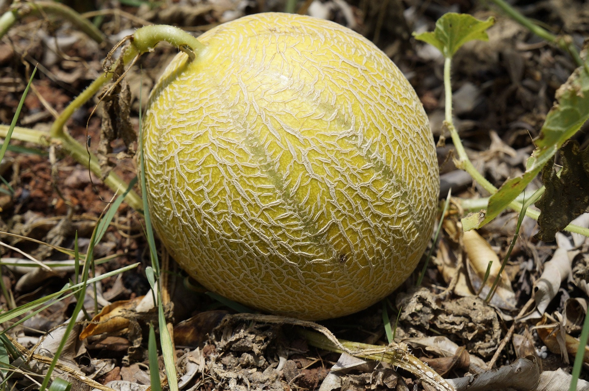 Minnesota Midget Heirloom Melon Seeds Etsy