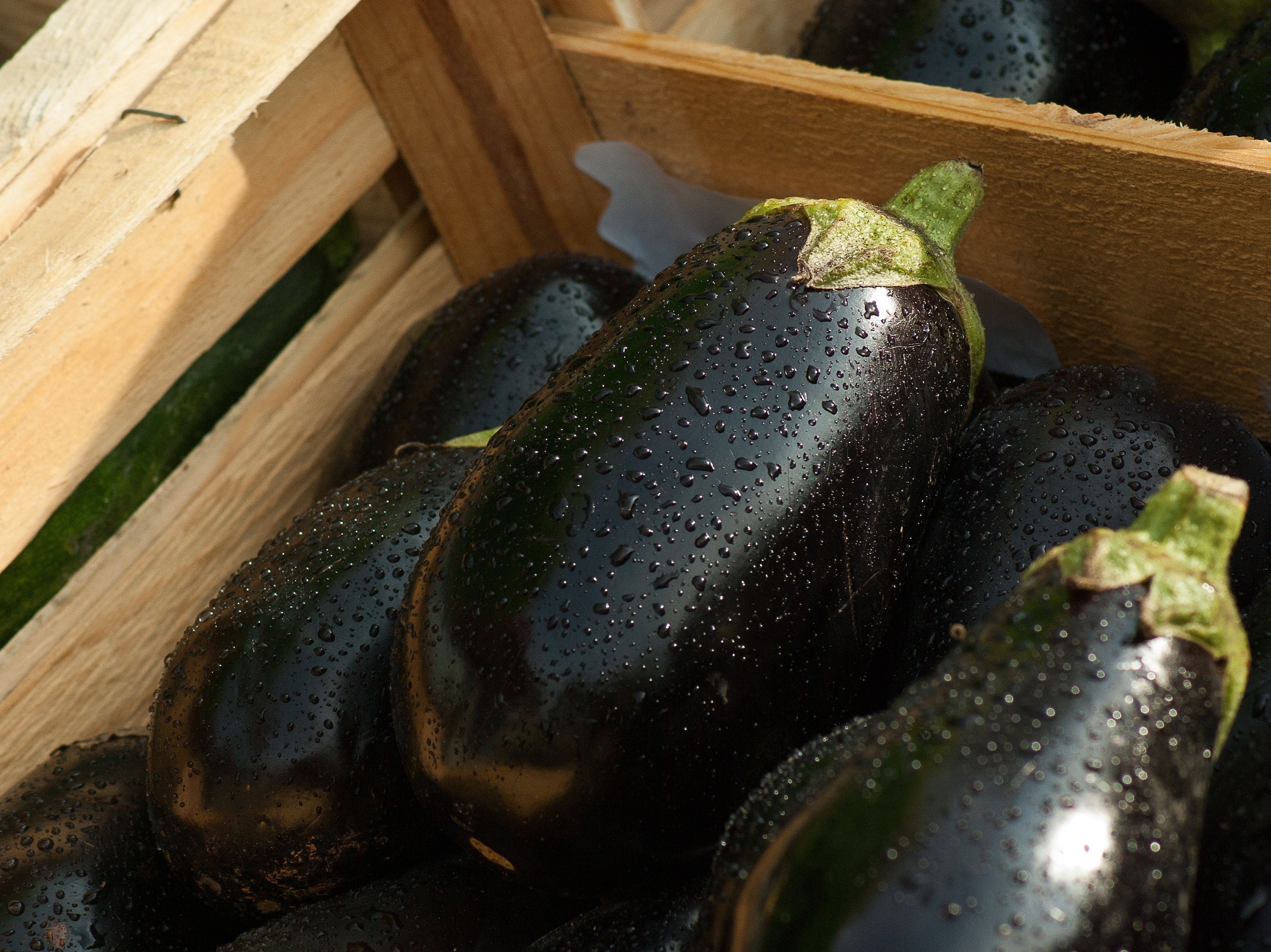Black Beauty Heirloom Eggplant Seeds Etsy