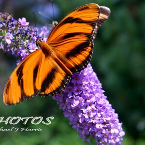 Orange Butterfly on butterfly bush