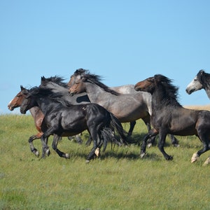 Wild Horses