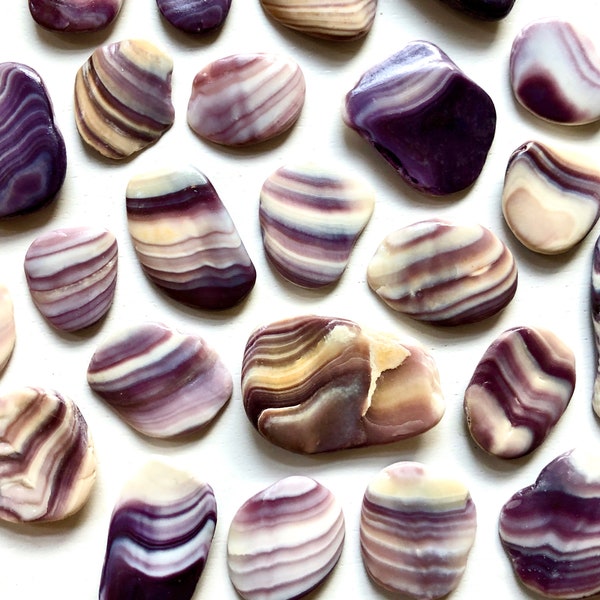 Polished Wampum Pieces | Genuine Wampum Shells | Quahog Seashells | Craft Supplies | Wampum Pieces for Jewelry & Decor