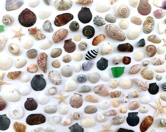 Crafting Shells | Assortment of Mini Seashells | Seashell Crafts | Tiny Seashells