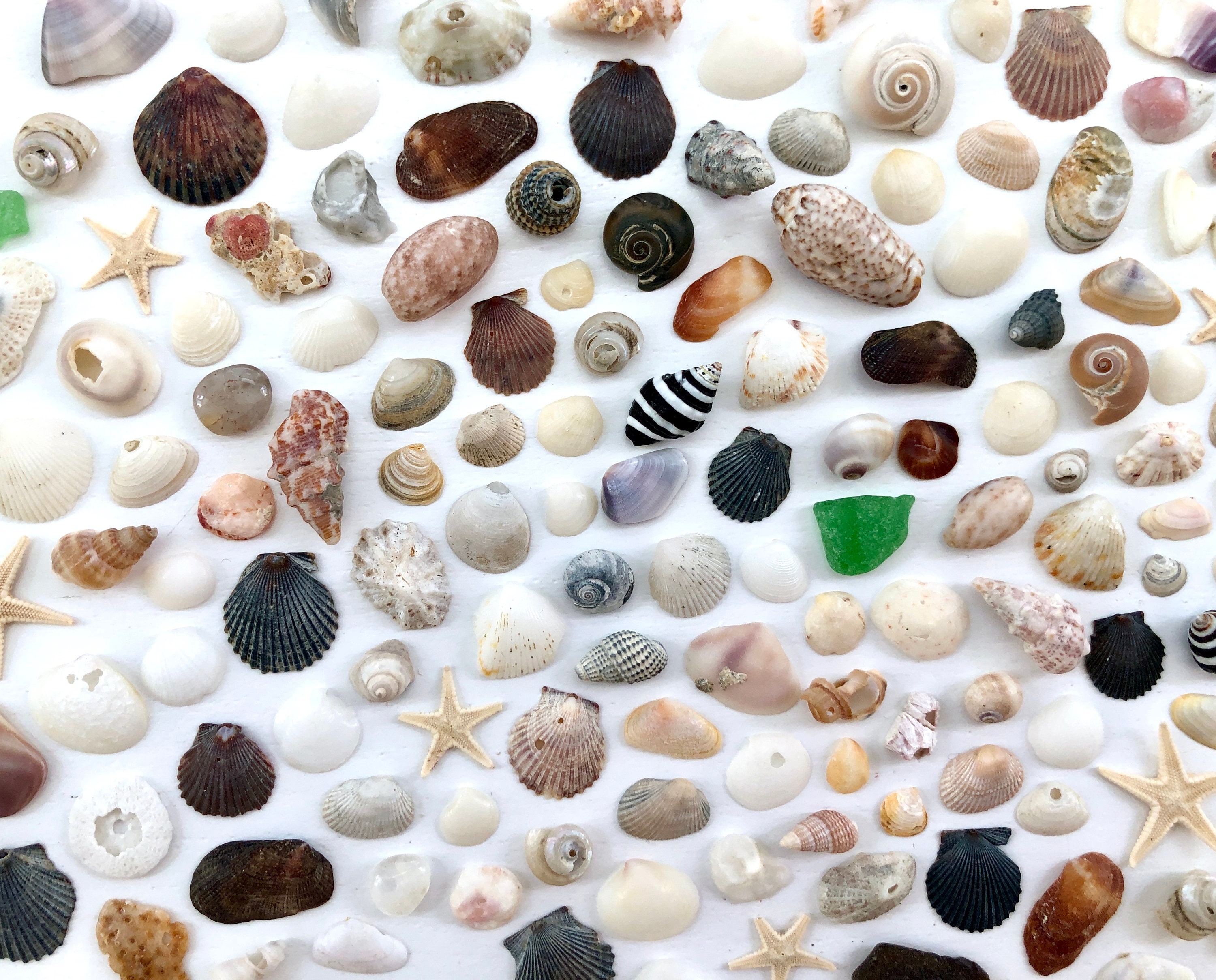 BD02262, tiny shells for jewelry making, seashells, shells, little shells,  small shells, drilled shells, Boho, beach, beach jewelry, Mermaid Sand