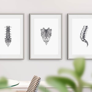 18 Xray Human Skeleton Drawings, Anatomy Printable Wall Art Set ...