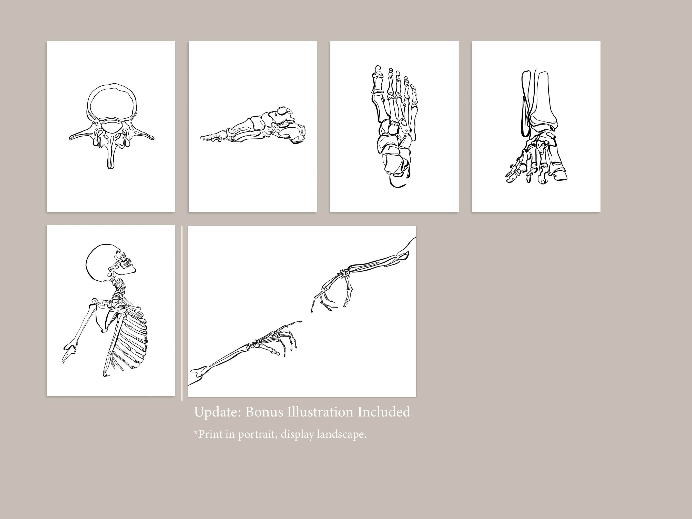 20 Human Skeleton Drawings Medical Wall Art Set Printable - Etsy UK