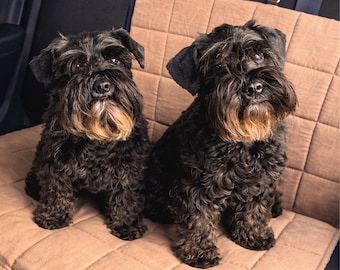 May include: Two black Schnauzer dogs with tan beards and eyebrows sit side-by-side on a quilted tan seat cover. The dogs have curly fur and alert expressions, looking directly at the camera. The background is a dark car interior.