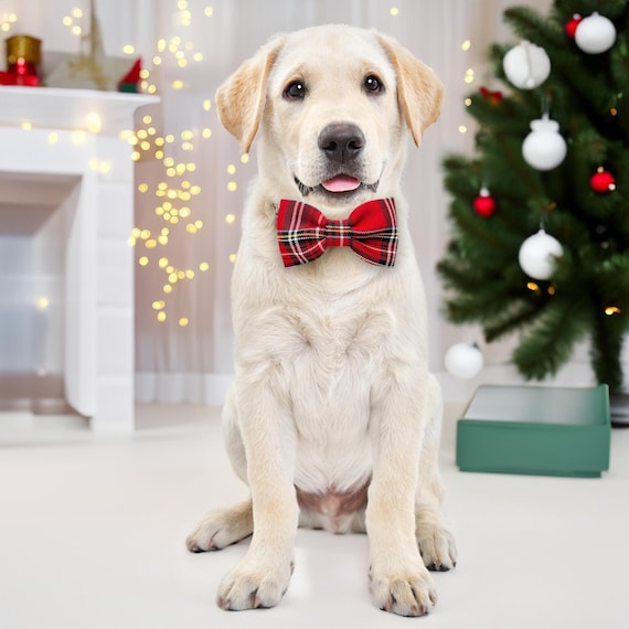 Tartan Bow Tie for Dogs, Christmas Pet tartan Bow Tie, Bow Ties for dogs, Christmas Bow tie, Red Pet Bow Tie, Pet Accessories, Dog Gift