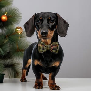 May include: A black and tan dachshund wearing a plaid bow tie stands in front of a small Christmas tree decorated with gold ornaments. The dog is the focal point, with a neutral background.