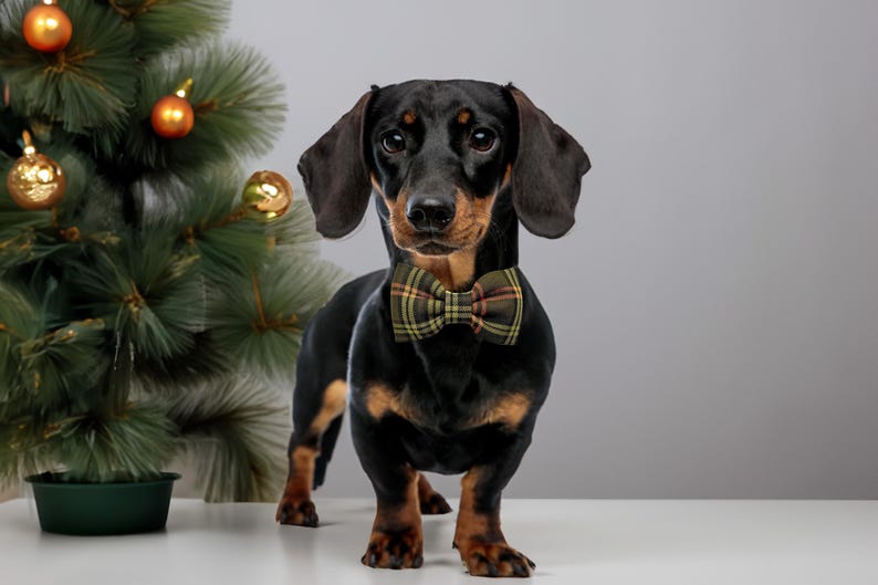 May include: A black and tan dachshund wearing a plaid bow tie stands in front of a small Christmas tree decorated with gold ornaments. The dog is the focal point, with a neutral background.