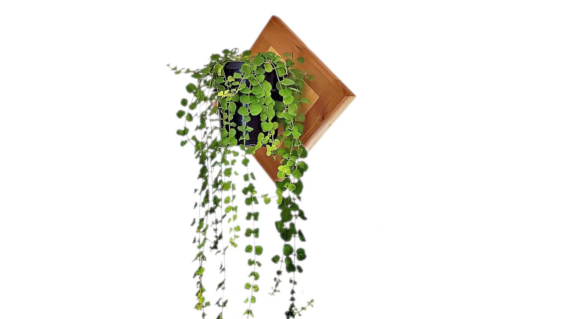 Wall Planter Indoor or Outdoor Wall Mount Planter Indoor or Etsy