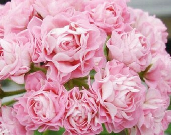 Geraniums Etsy Geraniums Etsy