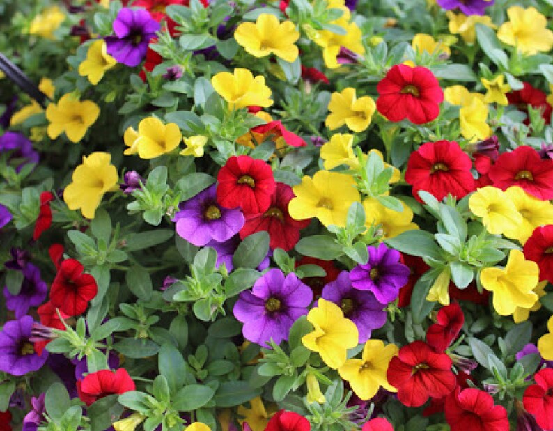Mix Calibrchoa Million Bells 250 Pcs Seeds Etsy