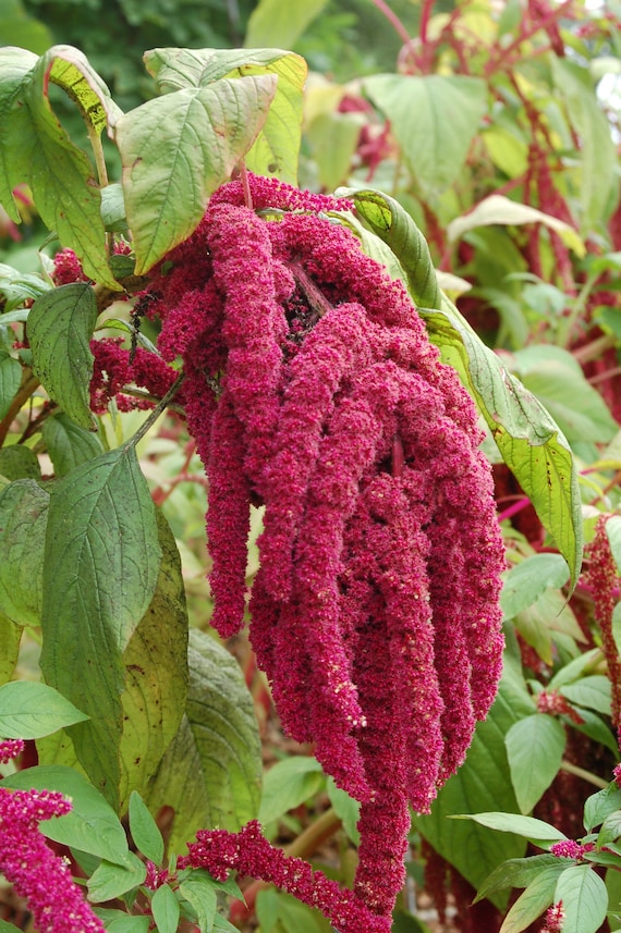 Amaranth Caudatus 100 Seeds Etsy