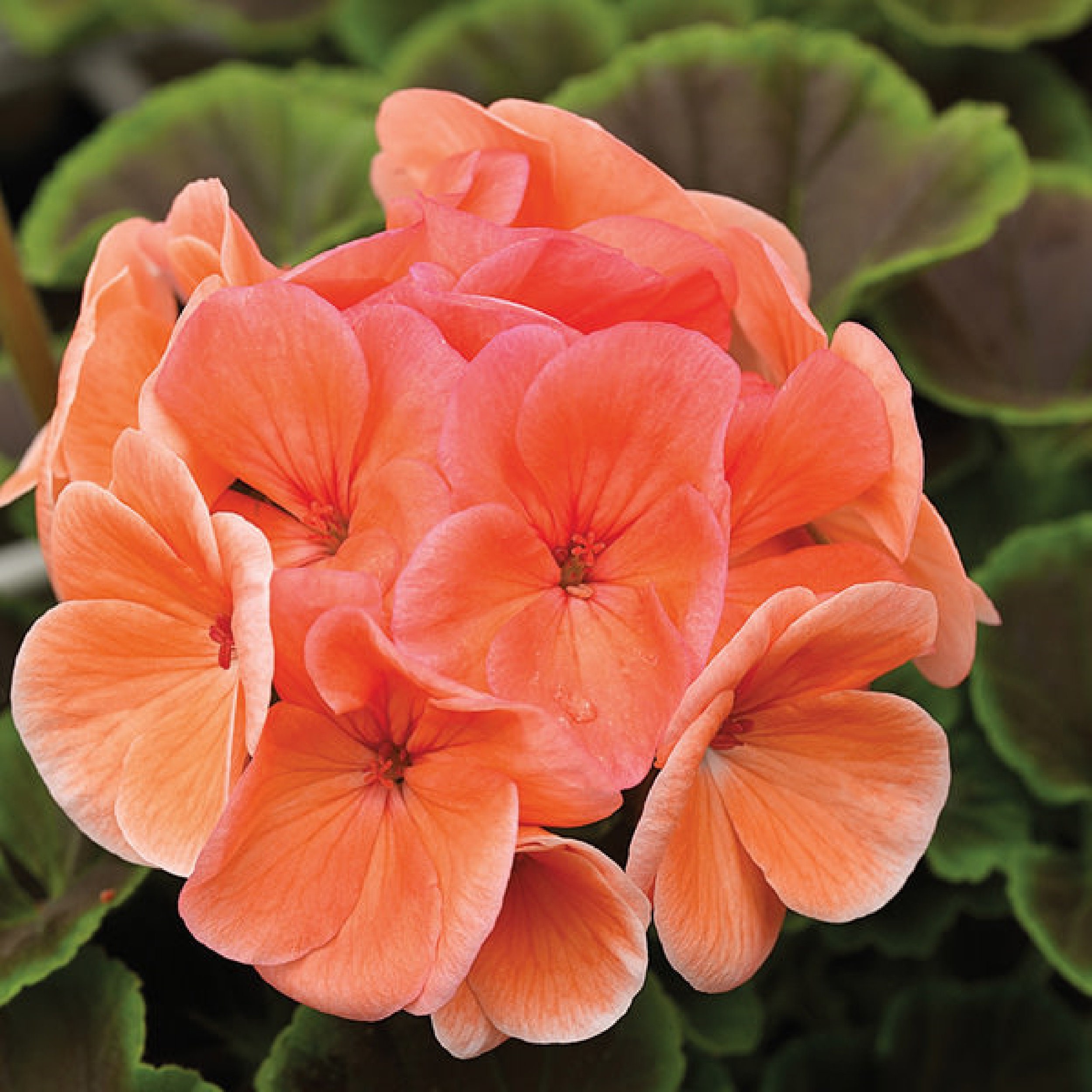 Geranium Bullseye Salmon 24 Pcs Seeds Etsy
